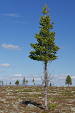 Älgbetade tallar i Femundsmarka.