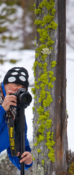 Die intensiv gelbgrüne Wolfsflechte enthält das Gift Vulpinsäure. Das wichtigste Fotomotiv des Gränslandet?