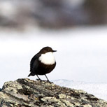 Strömstare vid Särsjön