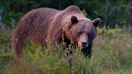 Brown bear – one of the big four. Photo: Marcus Elmerstad.