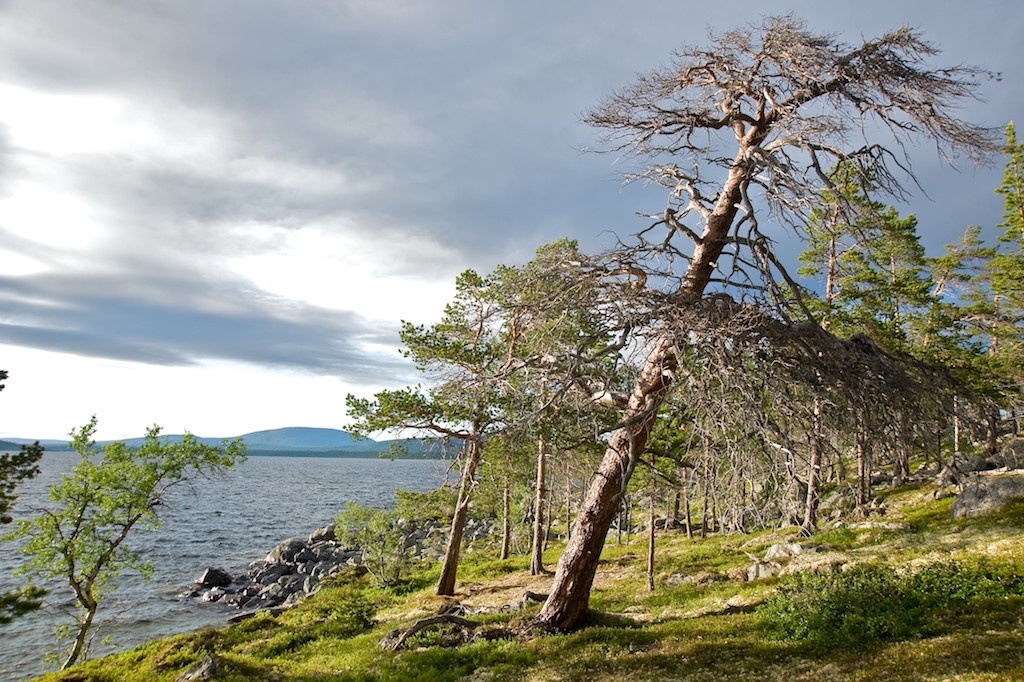 Gammal tallskog vid Rogen. Foto: Marcus Elmerstad.