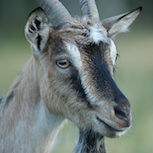 Ziege auf der Alm Lofjätåsen.