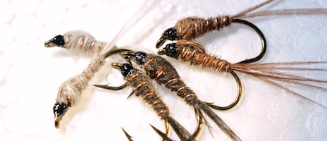 Sawyernymfer. Foto: Naturcentrum AB.