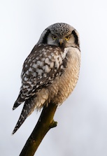 Hökugglan lever i gammelskogen.