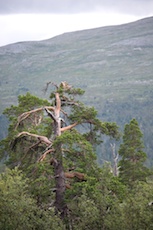 Riktig gammelskog. Foto: Marcus Elmerstad.