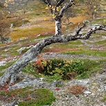Mjölkgrop. Foto: Ewa Ljungdahl.